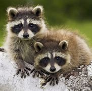 Image result for Cute Animals Baby Wallpaper HD