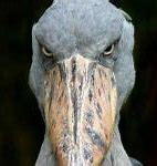 Image result for Scary Bird Meme