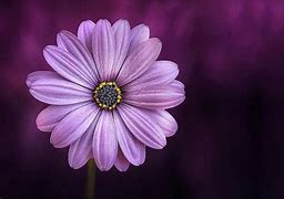 Image result for Nature Flowers iPhone Wallpaper