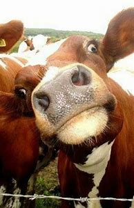Image result for Funny Cows Animals