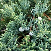 Image result for Juniperus horizontalis Wiltonii