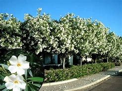 Image result for White Spring Flowering Trees