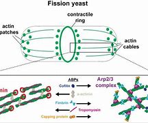 Image result for actin�grqfo