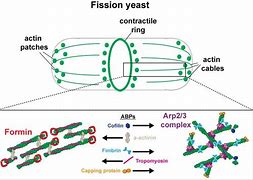 Image result for actin�grwfo