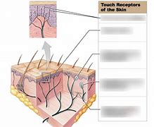 Image result for Skin Touch