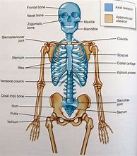 Image result for Anatomical Skeleton