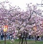 Image result for Osaka Castle Cherry Blossoms