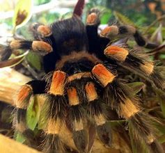 Image result for Mexican Red Knee