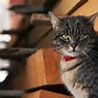 Image result for Proud of You Cat Meme