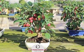 Image result for Apple Bonsai Tree Seeds