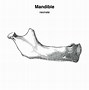 Image result for Mandibular Fossa Anatomy