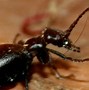 Image result for "negro-bug"
