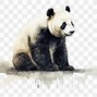 Image result for Detail of Giant Panda