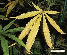 Image result for Underfed Cannabis