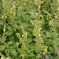 Image result for Salvia glutinosa