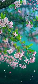 Image result for Cool Flower Wallpapers