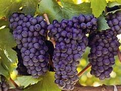 Image result for South African Grape Varieties