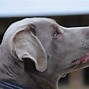 Image result for Full-Grown Silver Lab