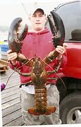 Image result for Largest Maine Lobster