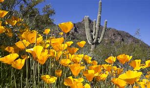 Image result for Show Low AZ Wildflowers