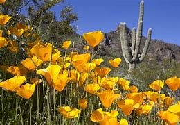 Image result for Arizona Poppy