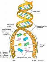 Image result for Parts of DNA Structure