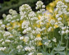 Image result for Centranthus ruber Snowcloud