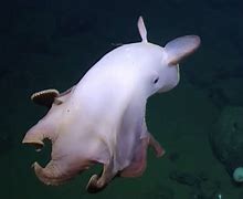 Image result for rare octopus