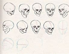 Image result for Skull Angle View Clip Art