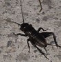 Image result for Micro Crickets