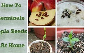 Image result for Apple Seed Sprouting
