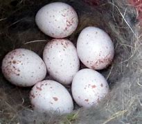 Image result for Chickadee Bird Eggs