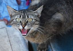 Image result for White Hissing Cat Distorted Meme