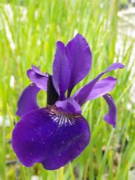Image result for Iris sibirica Alba Nana