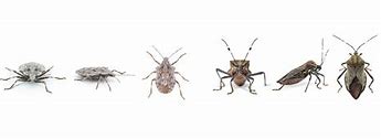 Image result for Kissing Bug vs Stink Bug