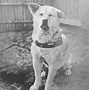 Image result for Hachiko Honor