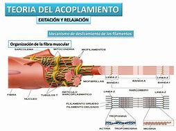 Image result for adoplamiento