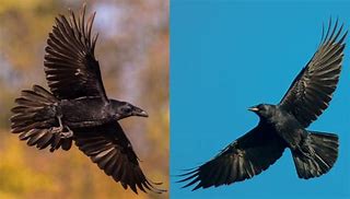 Image result for Raven vs Crow Feather