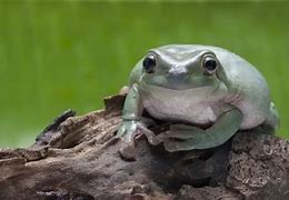 Image result for White Tree Frog Care