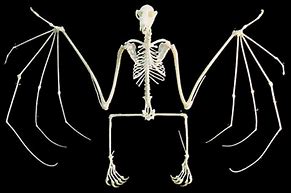 Image result for Humanoid Wing Anatomy