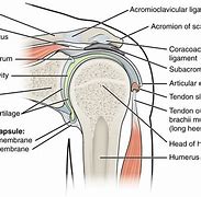 Image result for Rotator Cuff U-shaped Clip