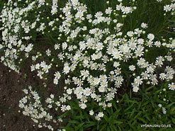 Image result for Aster ptarmicoides Mago