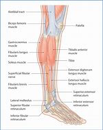 Image result for Anatomy of Shin