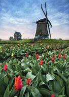 Image result for Dutch Windmills Tulips