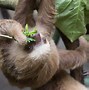 Image result for Sloth Movement