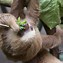 Image result for Crazy Sloth