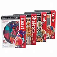 Image result for Human Anatomy Models for Students
