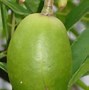 Image result for Golden Apple Tree Trinidad
