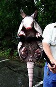 Image result for Armadillo Babies
