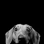 Image result for Black and White Dog Wallpaper